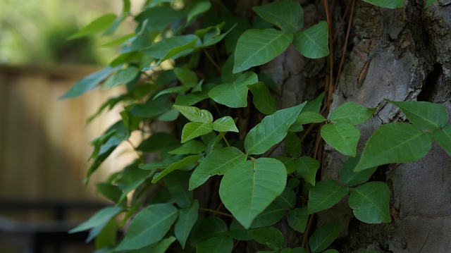 Chigger vs Poison Ivy