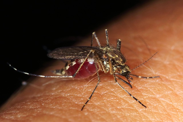 Chigger Bite vs Mosquito Bite
