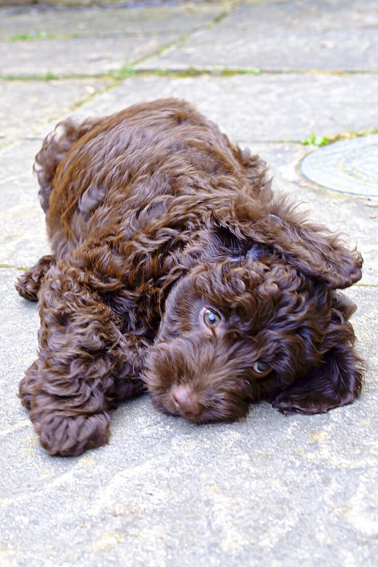 Best Flea and Tick Prevention for Puppies