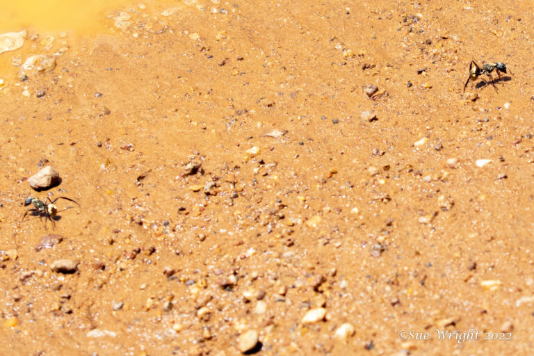 What Are Ant Lions?