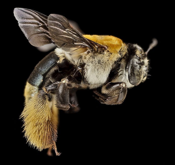 Local Bee Removal